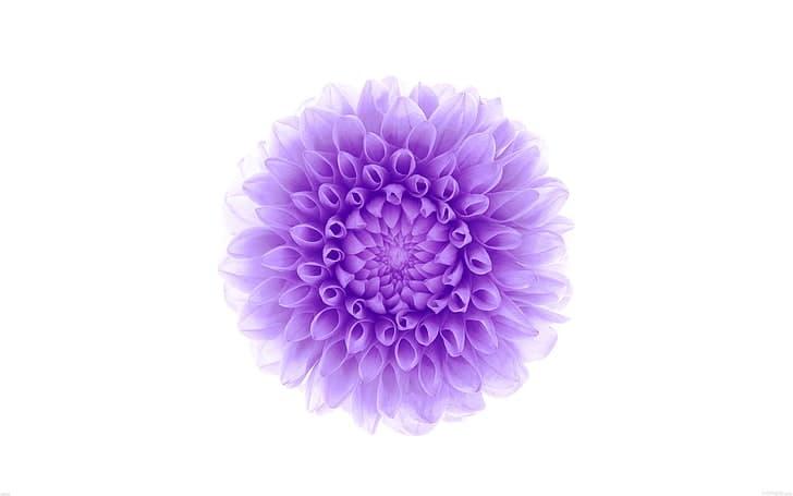 Purple flower background
